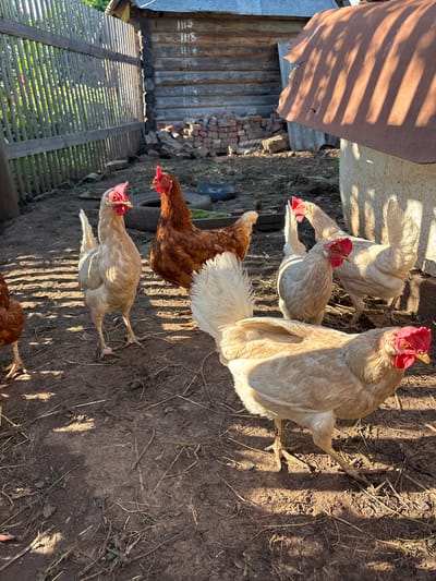A flock of chickens, including a brown hen and several light-colored hens, are gathered in a farmyard. The chickens are standing on dry, dusty ground with scattered straw and debris. In the background, there is a wooden fence, a rustic wooden building with metal roofing, and a pile of bricks. A large concrete structure, possibly a silo or well, is also visible. The scene is illuminated by bright sunlight, casting long shadows across the ground. The location is identified as Niva, Russia.