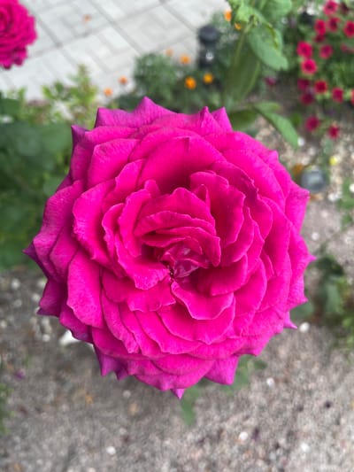 A close-up, top-down view of a vibrant pink rose bloom dominates the frame. The rose, with its intricate layers of petals, is in sharp focus, showcasing its velvety texture and deep hue. Surrounding the rose, the background is softly blurred, revealing elements of an outdoor setting. In the upper left, a portion of another pink rose is visible. The ground beneath appears to be a mixture of gravel and concrete paving stones. Lush green foliage and glimpses of other colorful flowers, possibly petunias and marigolds, suggest a garden or park environment. The overall impression is one of natural beauty and delicate floral arrangement, likely taken in a garden in Kobeliaky, Ukraine.