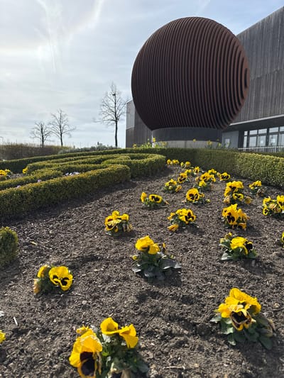 The image shows a garden scene in Junglinster, Luxembourg, with a large, spherical, horizontally-grooved sculpture made of a brown material, possibly metal or wood, positioned near a building with a slatted facade. The garden features rows of meticulously trimmed, low hedges, interspersed with flowerbeds filled with yellow pansies. The soil is dark and appears freshly tilled. In the background, bare trees stand against a bright, slightly overcast sky. The scene is oriented in a way that the horizon line appears to be vertical, implying the camera was tilted during capture.