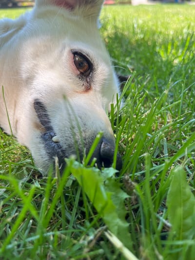 The image is a close-up, low-angle shot of a light-colored dog lying in green grass. The dog's head is tilted, with its left eye and snout clearly visible. The eye is brown and appears to be reflecting light. The dog's nose is dark and wet. Some of its teeth are visible, with one sharp canine tooth showing. The dog's fur is short and appears soft.
The background is filled with lush green grass, with some blurred green leaves visible in the foreground, obscuring part of the dog's face. The lighting suggests it is daytime, with bright sunlight creating highlights and shadows. The overall impression is one of a relaxed dog enjoying the outdoors in a grassy area, possibly a park or a yard. There are no visible signs of human presence or text in the image. The location context provided is Vladaya, Bulgaria.