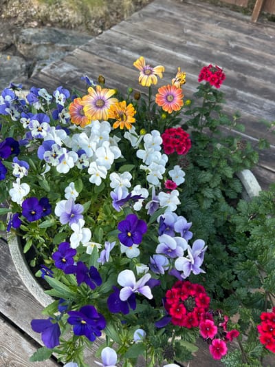 A planter filled with a variety of colorful flowers sits on a wooden deck. The planter contains pansies in shades of purple, white, and blue with yellow centers, alongside daisy-like flowers with yellow and orange petals. Clusters of small red flowers, likely verbena, are also visible. The deck planks are weathered and worn, with a natural, outdoor setting implied by the presence of greenery and stone landscaping in the background. The scene is well-lit, suggesting it was captured during daylight hours. The specific location in Kongsberg, Norway, is not evident from the image itself.