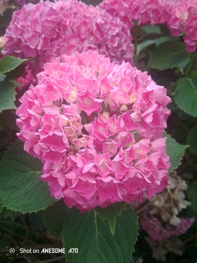 This media file is a close-up photograph of vibrant pink hydrangeas, showcasing their intricate, clustered flower heads. The scene is dominated by the rich pink hues of the blossoms, with some appearing lighter and more pastel, while others are a deep fuchsia. Lush green leaves frame the flowers, providing a contrast in color and texture. In the background, other hydrangea blooms, some appearing to be fading or dried, are visible, along with more greenery. The lighting suggests it is daytime, likely outdoors, given the natural setting of the flowers and leaves. The image is a still photograph, with no activity or event taking place beyond the natural state of the flowers.

The bottom left corner of the image contains text that reads "Shot on AWESOME A70". This indicates that the photograph was taken with a device identified as "AWESOME A70". The context provided places this scene in Lohmar, Germany, suggesting a possible garden or natural outdoor setting in that location. The overall mood conveyed by the image is one of natural beauty and the vibrant display of flowering plants.