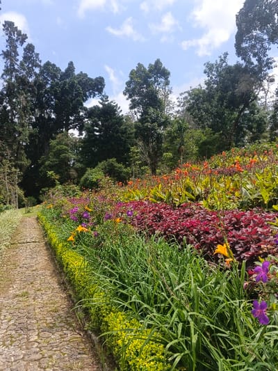 A stone path winds through a lush garden landscape. Vibrant flowers in shades of orange, purple, and red cascade down a hillside. Green foliage and tall trees rise in the background against a partly cloudy sky. A trimmed hedge lines the path, offering a defined edge between the walkway and the colorful floral display. The scene conveys a sense of tranquility and natural beauty.
