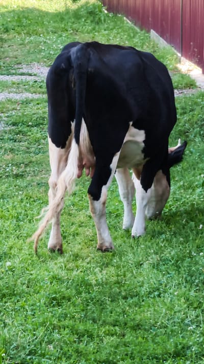A black and white Holstein cow is grazing in a grassy field. The cow is facing away from the camera and is partially obscured by its own body. The background consists of a dirt path and a reddish-brown fence. The image is taken in Burdakovka, Russia.