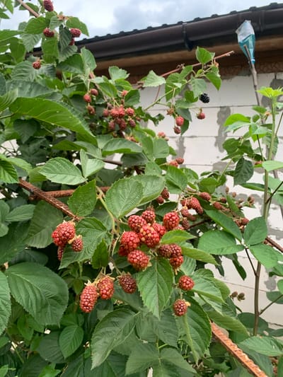 The image shows a close-up of a blackberry bush laden with ripe and ripening berries. The berries are a deep red and dark purple color, clustered on thorny branches amidst lush green leaves. The bush is growing against a backdrop of a white cinder block wall, with a dark brown gutter and roofline visible at the top of the frame, suggesting an outdoor, possibly rural or suburban setting. The overall impression is of a bountiful harvest. The location, Званка, Russia, implies a temperate climate suitable for berry cultivation. The image does not contain any people or actions.