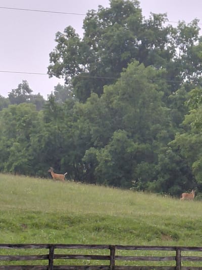 In a grassy field in Bagdad, United States, two deer are seen grazing. The deer are brown with white tails and are running across the field. In the background, there are trees and a wooden fence. The sky is overcast, and the weather appears to be foggy.