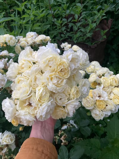 A hand wearing a brown jacket is holding a large bouquet of pale yellow roses, some of which are touched by water droplets. The roses are tightly packed, with many buds and fully bloomed flowers. The background is filled with lush green foliage and some darker, less defined plants. A large, dark, somewhat decaying planter or structure is visible in the upper right quadrant, partially obscured by greenery. The scene appears to be outdoors, likely a garden setting. The image does not provide specific clues to pinpoint a location within Міханавіцкі сельскі Савет, Belarus, other than it being an outdoor area with roses.