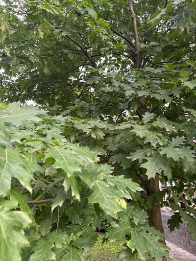In Misaylovo, Russia, a mature oak tree with deep green, lobed leaves dominates the frame, obscuring much of the background. Sunlight filters through the dense canopy, creating a dappled effect on the foliage. To the right of the tree, a section of a building constructed with light-colored brick and a grey stone foundation is visible. The building has a small, decorative window or opening with a rounded top, possibly part of a birdhouse or architectural feature. A paved walkway with cobblestone-like patterns runs along the base of the building. The ground beneath the tree is covered in green grass. No people are present in the image.