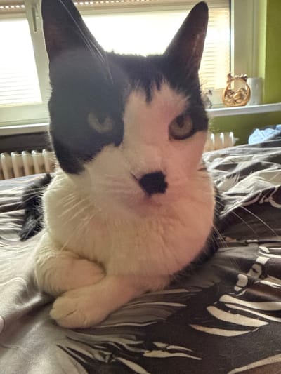 A black and white cat is lying on a bed with striped bedding. The cat's front paws are crossed. The cat is looking at the camera. The background includes a window with blinds and a radiator. The location is Bassum, Germany.