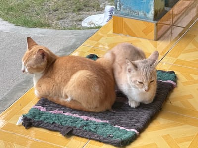 The image shows two domestic cats resting on a mat placed on a yellow tiled floor. The cat on the left is ginger and white, with its head turned to the left and eyes closed. The cat on the right is light brown with white markings, and is facing forward with its eyes partially closed. The mat is rectangular with a woven texture and features horizontal stripes of dark gray, green, and pink. The tiled floor appears to be outdoors, possibly on a patio or porch, with a grassy area and concrete walkway visible in the background. A portion of a blue and yellow structure is also visible in the upper right corner of the image, suggesting an outdoor seating area or building facade. The lighting indicates it is daytime. The scene is consistent with a domestic setting in Kalirancang, Indonesia.