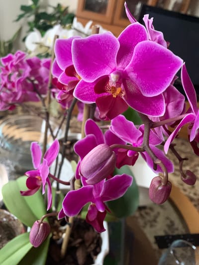 In Gargždai, Lithuania, a close-up, eye-level shot captures a cluster of vibrant magenta phalaenopsis orchids. The flowers, some fully bloomed and others as budding spheres, are arranged on thin, brown stems. The central orchid is in sharp focus, revealing its delicate petals, some edged in a deeper hue, and a yellow-orange center with red speckles. To its left, a cluster of smaller, more intensely colored magenta orchids appears in soft focus. In the background, white orchids are blurred, and a green plant with thick leaves is partially visible. The orchids are arranged in a pot, with parts of the potting medium visible. The background is a mix of muted tones, suggesting an indoor setting with warm lighting, and the texture of a patterned surface is visible beneath the flowers.