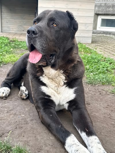 A large, black and white dog with its tongue out lies on a dirt ground in front of a wooden building and a brick building with a window. The dog's fur is dark on its head, back, and legs, with a white chest and white paws. Its eyes are golden brown, and its tongue is pink. There is green grass around the area, and a paved pathway is visible near the brick building. The environment appears to be outdoors, possibly a yard or an agricultural setting, located in Misaylovo, Russia.