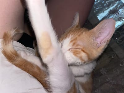 An orange and white kitten is shown in a close-up, partial view. The kitten is lying down, with its front paw raised and touching its face, appearing to be grooming or resting. The kitten has closed eyes and its nose is partially obscured by its paw. The background is dark and appears to be a patterned surface, possibly a blanket or carpet. The scene is indoors, with no indication of a specific location in Aktau, Kazakhstan. The lighting is dim, creating a soft focus on the kitten.