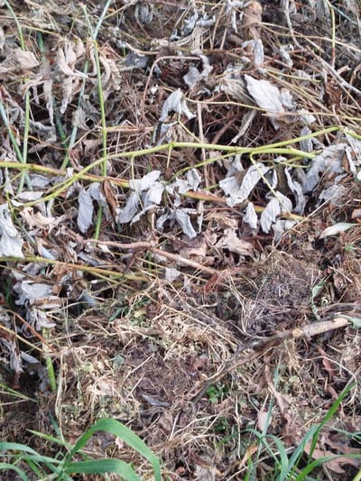 This is a close-up, overhead photograph of a patch of dry, decaying vegetation and soil. The scene appears to be an outdoor environment, likely in a natural setting such as a garden, field, or forest floor, given the presence of dead leaves, twigs, grass, and soil. The colors are muted, dominated by browns, grays, and some dull green from the few remaining live blades of grass. The composition is dense and textured, with no discernable pathways or structures. There are no people or animals visible in the image. The overall impression is one of natural decomposition and the transition of seasons. The location in Topolina, Poland, suggests a temperate climate where such autumnal or winter ground cover is common.