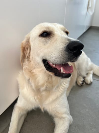 A golden retriever lies on a gray tiled floor, with its head resting against a white surface. The dog is facing right and appears to be panting, with its mouth open and tongue visible. Its fur is light cream in color. In the background, a white cabinet or wall is visible, along with a blurred white towel hanging on the right. The lighting suggests an indoor setting, possibly a home in Schoonderbuken, Belgium.