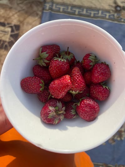 A top-down, medium-distance shot displays a white bowl filled with ripe strawberries. The strawberries are red and studded with seeds, with some still bearing green stems and sepals. The bowl is situated on an outdoor surface, possibly a blanket with a geometric pattern partially visible in the upper left. To the right, a portion of an orange fabric or object is visible. The location is not discernible from the image and the text makes no reference to the city of Verkh-Katunskoye.