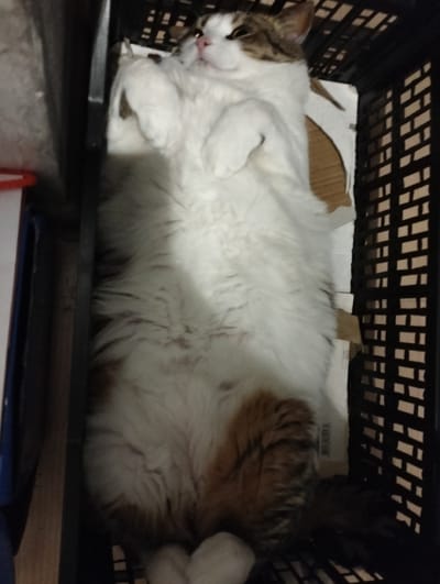 A cat is lying on its back in a black plastic crate lined with cardboard. The cat is predominantly white with patches of brown and tabby markings, and its paws are curled up. The crate is located near a wall and other objects, including a blue container with a red top. There is no evidence of a specific location in Krykhivtsi, Ukraine.