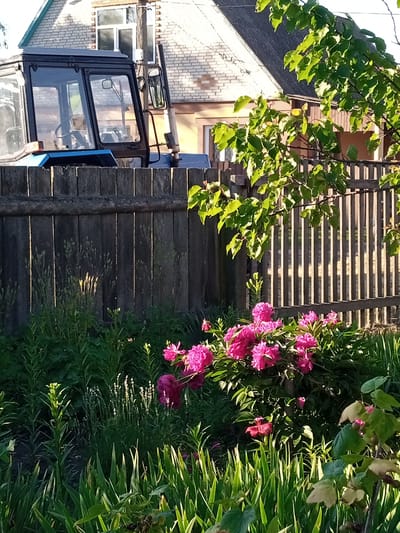 In Luka, Ukraine, a tractor with a blue body and a black cab is parked in front of a weathered wooden fence. Behind the fence, a house with a grey roof and brick walls is visible. Green foliage from a tree with bright green leaves hangs over the fence, and pink peonies bloom in the foreground, interspersed with tall green grass. The scene is illuminated by sunlight, casting shadows and highlighting the textures of the objects. There are no people or animals visible in the image.