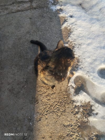 A tortoiseshell cat stands on the edge between concrete and snow. Its back is to the camera, showing its dark, mottled fur. A small tail curves slightly. The concrete area is grey, while the area with snow is white and slushy. A shadow stretches across the center of the scene, indicating sunlight from the side. A camera watermark is present in the bottom left.