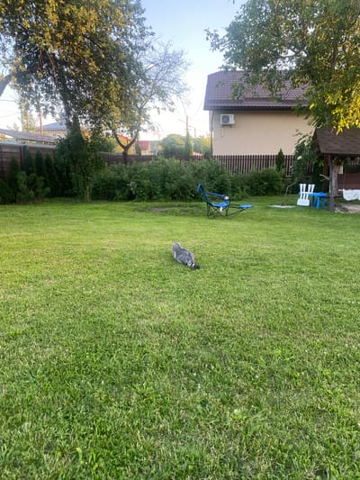 In a green, grassy yard in Uhornyky, Ukraine, a gray tabby cat is seen from behind, facing away from the camera and lying on the grass. The yard is bordered by a wooden fence and mature trees. In the background, a two-story house with a brown roof is visible, as is a small gazebo with a blue table and white benches. A blue folding chair is positioned on the lawn in the middle ground. The sky is clear and blue, indicating daytime.
