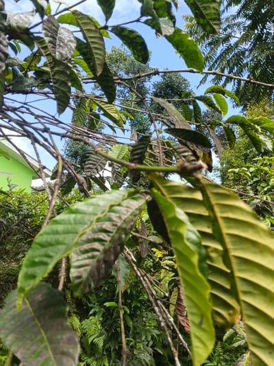 A close-up view shows coffee tree branches laden with elongated, green leaves displaying prominent veins. Some leaves exhibit dark, necrotic patches. The branches are slender and bare in sections. The background reveals a canopy of taller trees with blue sky visible in gaps. A green structure, possibly a building, is glimpsed on the left. Undergrowth of ferns and other plants fills the lower portion of the image.
