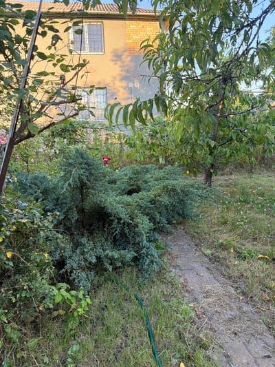 This is a vertical, outdoor, eye-level shot taken in a garden setting, likely in Obukhivka, Ukraine, during daylight. The scene is dominated by lush greenery and a residential building.

In the foreground and midground, various plants are visible. To the left, a large tree with many green leaves partially obscures a light-colored, two-story building. The building features two windows with decorative metal grilles. A section of the building's facade is made of exposed brick. Adjacent to the building, a dense evergreen shrub, possibly a juniper, stands prominently. Behind and around the shrub, there are more plants and overgrown grass. A thin, grey, paved pathway runs diagonally across the midground, bordered by grass and plants. A green garden hose is visible in the upper right corner of the image, lying on the grass.

The foliage is vibrant, suggesting a temperate climate, and the sunlight casts shadows, indicating it is likely daytime. The overall impression is of a somewhat unkempt but natural garden area adjacent to a home. There is no visible text in the image.