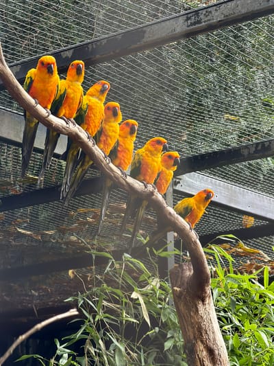 The image shows a group of approximately eight Sun Conure parrots perched on a thick, rough-barked branch that is angled across the frame from left to right. The parrots are primarily bright yellow and orange with some green and blue markings on their wings and tails. They are all facing either to the left or to the right, with some looking directly at the camera. The branch is positioned in front of a wire mesh enclosure, and behind the enclosure, dense green foliage is visible. The lighting suggests an outdoor environment, likely during the daytime. The parrots appear to be in a zoo or aviary setting. This scene is located at the Parc des Oiseaux in Villars-les-Dombes, France.