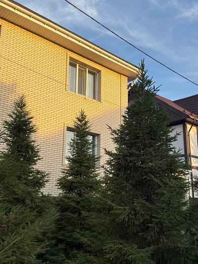The image shows the side of a building with light yellow brickwork, viewed from a low angle looking up. Two rectangular windows are visible on the building's facade. Above the windows, there's a section with a darker roof and some reflective glass. In the foreground and extending into the frame from the right, are branches of a dense evergreen tree, obscuring parts of the building and the sky. A dark wire runs diagonally across the upper left portion of the frame against a blue sky with wispy white clouds. The sunlight suggests it is daytime, likely late afternoon given the angle of light on the building. The scene appears to be an outdoor urban or suburban setting. There is no visible text.