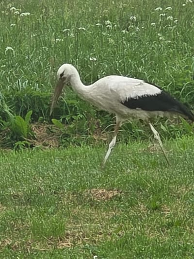 A white stork with black markings on its wings walks through a grassy field with tall green plants and small white flowers in the background. The stork is facing to the left, with its long beak pointed downwards. Its legs are long and thin, and its body is mostly white with black wingtips. The environment appears to be a natural setting, possibly a park or meadow, within the city of Širvintos, Lithuania.