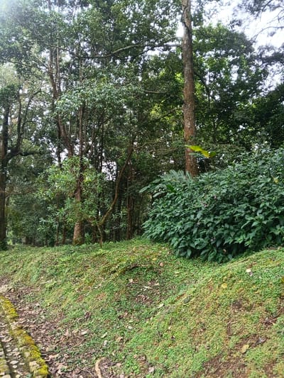 This image depicts a natural outdoor scene located in Tah, Vietnam. The foreground shows a dry, narrow ditch or path along the left side, lined with irregular stones or cobbles partially covered in green moss, interspersed with fallen leaves and exposed soil. To the right of the path, the ground slopes upward, densely carpeted by small green groundcover vegetation, with some patches of brown soil and scattered leaves visible. In the midground, a dense cluster of lush green shrubs and bushes grows on the upper portion of the slope. The background consists of a thick forest composed of numerous tall trees with substantial trunks and dense canopies of dark green foliage, creating an overall shaded environment. A prominent tree trunk in the upper-right midground shows vines or creepers clinging to its surface. No individuals, man-made structures beyond the path lining, or active movements are discernible within the frame. The lighting is diffused, suggesting an overcast sky or heavy tree cover.