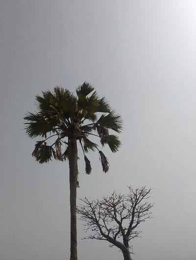 The image depicts an outdoor scene in Zot Shen, Nigeria, under an overcast sky. Two trees are silhouetted against a light grey, largely featureless sky, with a brighter luminescence in the upper right quadrant. On the left, a tall palm tree with a slender, uniform trunk stands vertically. Its crown consists of numerous dark green, fan-shaped fronds radiating outwards, with several dried, brown fronds hanging downwards beneath the live canopy. To the right of the palm tree and significantly shorter, a second tree is present, devoid of leaves. This tree features a gnarled trunk and a complex network of bare, dark grey branches extending upwards and outwards. No individuals or man-made objects are visible within the frame. The scene is static, devoid of discernible action or interaction.