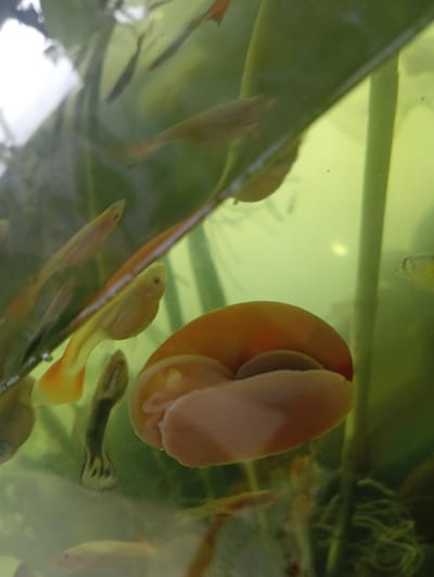 The image is a close-up underwater shot of an aquarium, likely taken in Valencia, Venezuela. The primary subject is a large, orange snail with its shell partially open, revealing its soft body. The snail is positioned in the foreground, slightly to the right of the center. Behind the snail, several small, yellowish fish are visible, some swimming amongst aquatic plants. The water appears slightly cloudy, with a greenish tint. The overall lighting suggests an indoor environment, typical of an aquarium setting. There are no people or any indications of an outdoor environment or specific urban landmarks of Valencia.