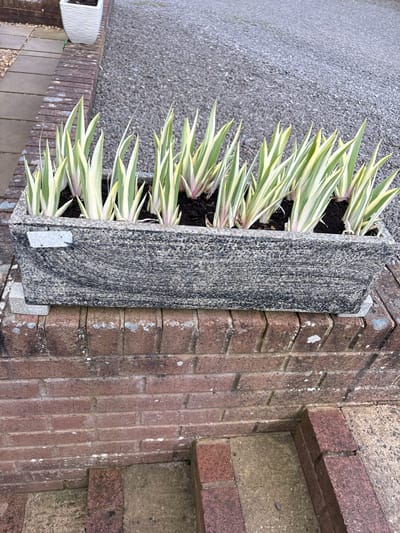 A vertical outdoor shot captures a narrow planter box attached to a brick wall. The planter, constructed from a speckled gray material, is filled with soil and several plants with elongated, pointed leaves. The leaves display a striped pattern of green and pale yellow. The brick wall to which the planter is affixed is aged, with some discoloration and white spots. The planter is secured to the wall with metallic brackets. The ground adjacent to the planter is covered in a light gray, grainy material. The setting appears to be in Shrewsbury, United Kingdom.