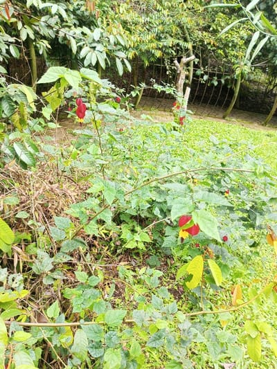 This outdoor scene, located in the city of Kanand, India, depicts a densely vegetated natural environment. The foreground is dominated by various green leafy plants, several of which display prominent red, bell-shaped flowers with yellow interior accents. Scattered brown, dried foliage and organic debris are present at ground level among the green vegetation. In the midground, a patch of light green, short grass is visible to the right, adjacent to a curved, fence-like structure composed of slender, vertical wooden or bamboo poles. The background consists of a dense canopy of trees and lush green foliage. No individuals, animals, or active interactions are present within the frame.