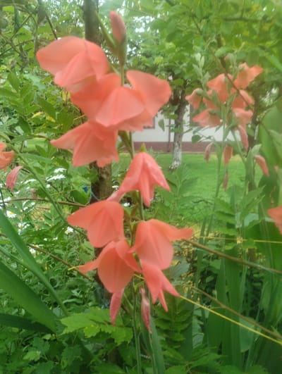 The image shows a close-up of several coral-colored gladiolus flowers in bloom, with their trumpet-shaped petals unfurling. The flowers are arranged on a tall, green stem, with other gladiolus buds visible at the top of the stem. The background is a blur of green foliage, suggesting a garden setting. In the distance, a patch of green grass is visible, along with the trunk of a tree and part of a building. The lighting suggests it is daytime, likely overcast or early morning/late afternoon due to the soft light. The image is taken from a low angle, looking up at the flowers. It is not possible to determine the specific location within Bandza, Georgia from the image alone.