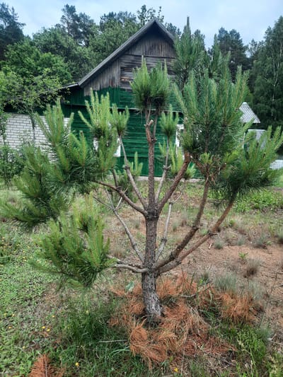 The image depicts an outdoor scene in a rural area, likely in or near Парэчча, Belarus. In the foreground, a young pine tree with sparse branches and green needles is prominent. Some brown, dry pine needles are visible on the ground around its base. Behind the tree, a portion of a rustic wooden building with green siding and a sloped roof is visible. The building appears weathered. A white brick wall is partially visible to the left of the building. The background is filled with dense green foliage of trees and shrubs, suggesting a wooded environment. The ground is covered with grass and some dry, sandy soil. The sky is overcast, indicating a cloudy day. No people are present in the image.