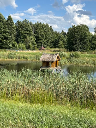 This image depicts a tranquil waterscape in Talkowszczyzna, Poland, under a bright blue sky dotted with white clouds. In the foreground, tall, vibrant green reeds flank a calm body of water, their stalks reaching towards the sky. Partially submerged in the water, amidst the reeds, is a small, wooden structure resembling a birdhouse or a miniature cabin. This structure has a thatched roof and appears to be elevated on stilts. A small wooden ramp leads down from its entrance into the water. In the background, a dense line of lush green trees forms a natural border, separating the water from a grassy field. Further in the distance, several bee hives and a small, brown, hexagonal structure with a pointed roof are visible in the field, suggesting a rural or agricultural setting. A single white bird with black wingtips is perched atop the hexagonal structure. The overall scene evokes a sense of peaceful nature and rural life.