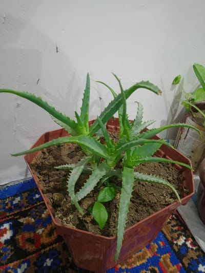 A potted aloe vera plant sits on a colorful rug, in front of a white wall. The aloe vera plant has thick, green leaves with serrated edges. The plant is in a brown plastic pot filled with dark soil. A smaller green plant is growing in the same pot. In the background, another potted plant is visible, along with a portion of a white wall that appears to have some water stains or marks. The rug has a complex geometric pattern in shades of blue, red, white, and black. The lighting suggests it is daytime. No people are visible in the image.
