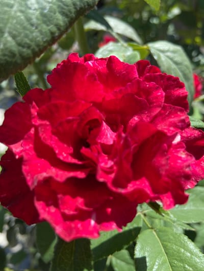 A close-up, full frame shot focuses on a vibrant red rose in bloom. The rose is densely packed with ruffled petals, with some lighter pink or white flecks visible on the edges and surfaces of a few petals. The background is blurred, showing green foliage and hints of sunlight filtering through. This image was captured in Jañaqorğan, Kazakhstan.