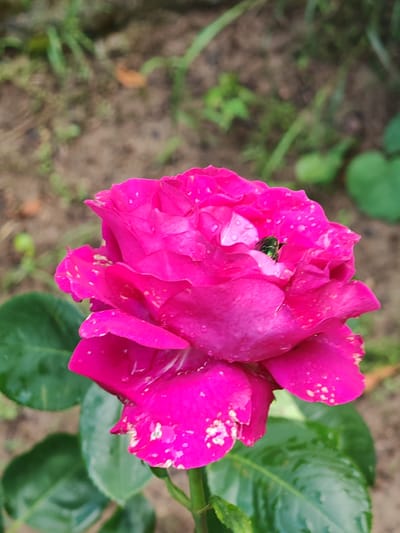 This close-up photograph depicts a single, fully bloomed fuchsia rose in a garden setting in the city of Tsarev Brod, Bulgaria. The rose petals are covered with numerous small water droplets, indicating recent moisture. A small, iridescent green beetle is nestled deep within the central petals of the rose. Some petals display minor white or pale yellow markings. Dark green rose leaves, also bearing water droplets, are visible at the bottom left and right of the frame. The background is heavily blurred, revealing light brown soil with scattered green weeds and foliage. No individuals are present in the image.