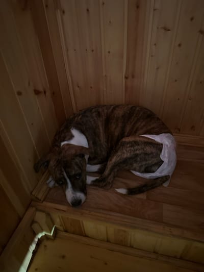 A medium-sized canine subject, exhibiting brindle fur with white markings on its chest, snout, and tail tip, is observed lying in a curled, recumbent posture on a light-toned wooden floor. The subject's hindquarters are encased in a white, disposable pet diaper. Its head rests on the floor, with eyes open and directed towards the viewer. The immediate environment consists of an interior space with walls and flooring constructed from light-colored, vertically paneled wood, featuring visible wood grain and knots. The area is dimly lit. This scene is located in 3-Y Uchastok, Russia.