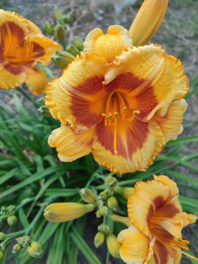 A close-up, eye-level shot captures a cluster of vibrant orange and yellow daylilies with green foliage in Narowlya, Belarus. The main subject is a fully bloomed daylily in the foreground, showcasing its intricate petal structure and deep orange throat. To the left, another daylily is partially visible, and to the bottom right, a third blooms. Several unopened buds are scattered throughout the scene, adding to the visual richness. The background is softly blurred, suggesting an outdoor garden setting with hints of dry soil and green grass. No people are present in the image, and the focus is solely on the natural beauty of the flowers and their immediate surroundings.