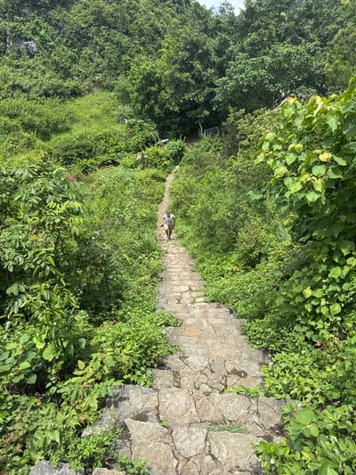 A lone person walks up a stone staircase through a lush, green, overgrown environment. The staircase, made of irregularly shaped stones, winds upwards through dense vegetation, with plants growing over and around the steps. The person, wearing a light-colored t-shirt and shorts, is ascending the stairs from a lower viewpoint. The surrounding landscape is dominated by abundant foliage, including trees and bushes, suggesting a natural or semi-wild setting. The scene appears to be an outdoor pathway, possibly within a park or a mountainous area in Tam Thanh Ward, Vietnam.