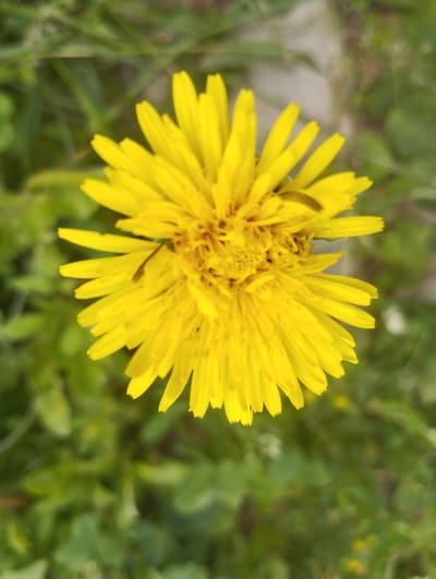 This is a close-up, overhead shot of a bright yellow dandelion flower in full bloom. The flower is the primary subject, with its numerous ray florets forming a circular, radial pattern. The petals are a vibrant yellow, and the center of the flower reveals a denser collection of disk florets, with some subtle brown or reddish hues. A small, dark speck, possibly an insect or debris, is visible on some of the petals.

The background is out of focus, providing a soft bokeh effect. It consists of lush green foliage, likely grass and other low-lying plants, which creates a natural, outdoor setting. The green tones suggest a daytime scene with good natural light, though the time of day is not precisely discernible. The overall impression is one of simple, natural beauty. There is no visible text or people in the image. The location context provided is Lobnya, Russia, which implies a temperate climate suitable for dandelion growth.