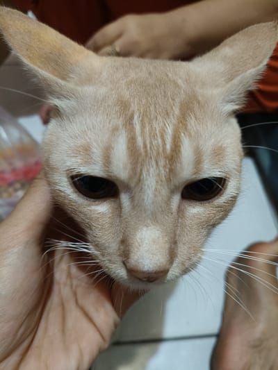 A close-up, slightly elevated perspective features a short-haired domestic cat with light ginger and cream tabby markings, prominently displaying stripes on its forehead and face. The cat possesses large, pointed ears and dark, almond-shaped eyes that gaze directly forward. Long white whiskers extend from its muzzle. A human hand, with light to medium brown skin, is visible on the left side, gently supporting the cat's head and chin. The background is out of focus but reveals blurred forms of at least one additional person, including a hand wearing a ring and an arm clad in an orange garment. Indistinct objects, possibly household items, are visible in the blurred left background. A white tiled floor is present in the lower portion of the frame, indicating an indoor setting. The scene is located in Cileungsi, Indonesia.