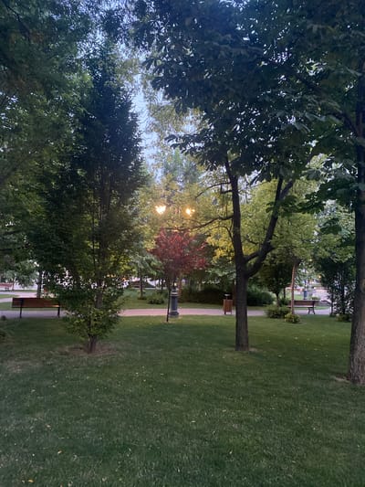 The image depicts a park scene at dusk in Iași, Romania. The foreground is dominated by a lush green lawn with scattered fallen leaves. A pathway made of paving stones winds through the park, bordered by manicured grass and small bushes. Several park benches are visible along the pathway. In the mid-ground, a tall, dark-barked tree stands prominently, with its branches reaching towards the sky. Behind it, a smaller tree with striking red foliage adds a splash of color. The background reveals more trees, their leaves illuminated by soft, warm light emanating from lampposts. The sky above is a pale blue, suggesting the transition from daylight to evening. The overall impression is one of a serene and well-maintained urban park.