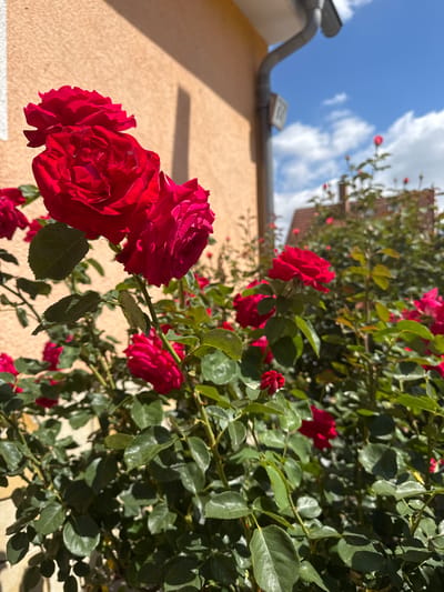A close-up, low-angle shot captures a cluster of vibrant red roses in bloom. The roses are the primary subject, with several fully open blooms and some buds visible. They are set against a backdrop of green foliage. To the left, a textured, light orange wall of a building is visible, with a shadow cast diagonally across it. Part of a dark gray gutter and downspout system runs down the side of the building, leading upwards towards the roofline. Above the roses and building, a bright blue sky with scattered white clouds is seen. In the background, out of focus, are more rose bushes and the rooftops of houses, suggesting a residential area in Bietigheim-Bissingen, Germany, likely a garden setting. The lighting indicates it is daytime, with bright sunlight illuminating the scene. There are no people present.
