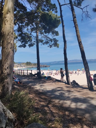 The image depicts a sunny day at a crowded beach near the city of Vigo, Spain. In the foreground, several large trees with rough bark stand partially obscuring the view. The ground is covered with dirt, fallen leaves, and sparse vegetation. A paved path runs through the scene, casting dappled shadows.
Beyond the trees, a white sand beach stretches out, populated with numerous sunbathers, many sitting on towels or under umbrellas. Some people are walking along the shore or in the shallow water, while others are seated near the water's edge. A wooden fence separates the beach area from the path.
The sea is a clear blue, with a few small boats visible further out. In the distance, a town or city with buildings lines the coastline, and hills rise behind it. The sky is a bright, cloudless blue.
Specific details include:
- **People:** Many individuals and groups are present on the beach, engaged in typical beach activities such as sunbathing and walking. One woman stands near the edge of the trees, looking out at the beach.
- **Objects:** Beach umbrellas, towels, and bags are scattered across the sand. A wooden fence delineates the beach. A paved path is visible in the foreground.
- **Environment:** A beach setting with sand, sea, and a clear blue sky. Trees with distinctive bark are prominent. The background shows a coastal town and distant hills. The overall atmosphere is one of a busy, popular tourist destination.
