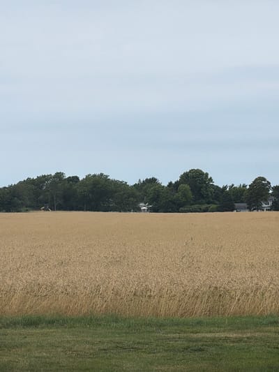 The image depicts a rural landscape scene in Mattituck, USA. The foreground is dominated by a vast field of dry, golden wheat, suggesting the harvest season. To the right of the wheat field, a strip of vibrant green grass runs parallel, possibly a mowed area or a different crop. In the background, a dense line of lush green trees forms a natural border. Peeking through the foliage are glimpses of buildings, indicating a residential or farming area adjacent to the fields. The sky above is a pale, overcast blue, hinting at a cloudy or hazy day, likely morning or afternoon given the absence of strong shadows. There are no people or distinct objects in the immediate foreground. The overall impression is one of agricultural abundance and a quiet, natural setting. The image is oriented vertically, suggesting it might have been taken from a slightly elevated position or with a phone held in portrait mode.