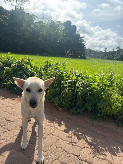 This is a portrait orientation, eye-level, medium shot of a light-colored dog in an outdoor setting. The dog is looking directly at the camera with a neutral expression. It has pointed ears, dark eyes, and a black nose. The dog is primarily white with some light brown markings around its eyes and ears. Its front legs are extended forward, resting on a paved surface.
The setting appears to be a path made of interlocking pavers, which are reddish-brown in color. To the left of the path is a dense patch of green foliage, including leafy plants and tall grass. Beyond the vegetation, a field of vibrant green grass is visible, stretching towards a line of trees in the distance. The sky above is a bright blue with scattered white, puffy clouds. Sunlight is casting shadows from the vegetation onto the paved path, suggesting it is daytime. The overall mood is peaceful and natural.
No text is visible in the image. The location context is Thihagoda, Sri Lanka.